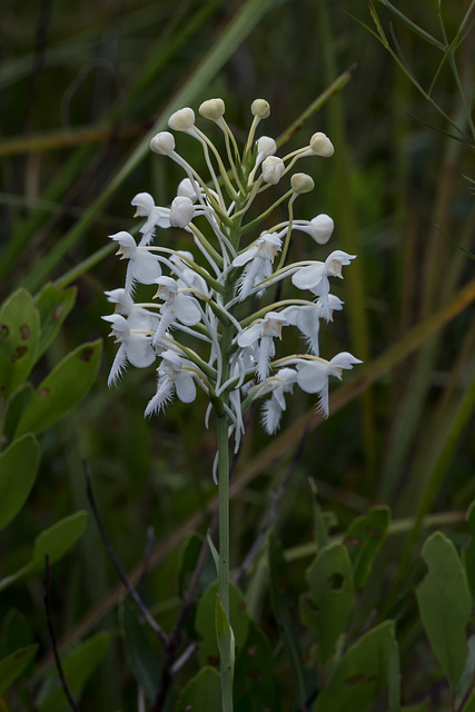 Platanthera conspicua (Southern White Fringed orchid)