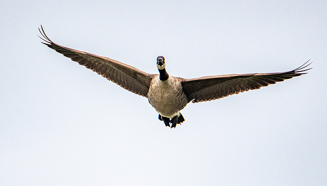 Canada goose