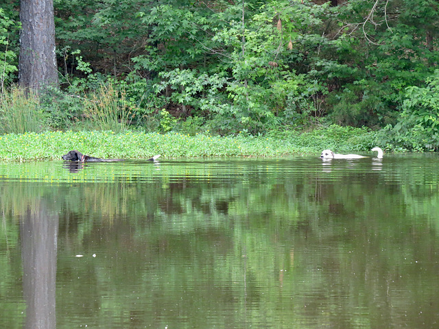 "Are you sure there aren't any alligators in this pond?"