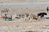 Namibia, Etosha National Park, Animals at the Watering Hole in the Morning