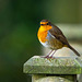 Robin