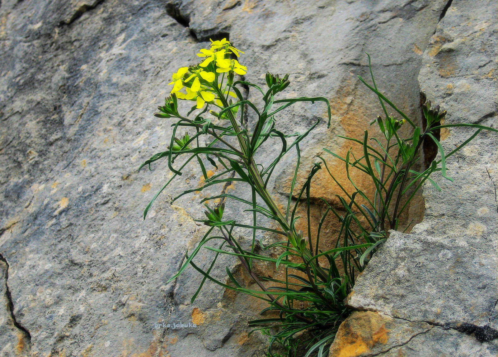 Flower in a stone