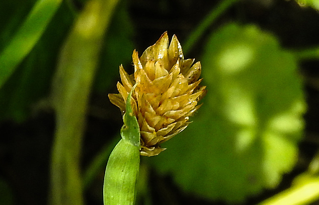 20210822 2511CPw [D~LIP] Kanarien-Glanzgras (Phalaris canariensis), Bad Salzuflen