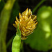 20210822 2511CPw [D~LIP] Kanarien-Glanzgras (Phalaris canariensis), Bad Salzuflen