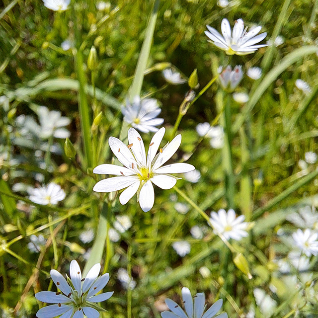 Sternmiere (Stellaria)