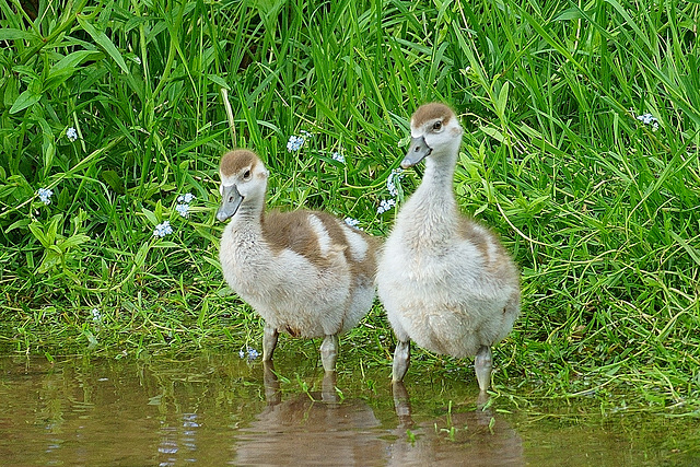 Neugieriger Nachwuchs Neugieriger Nachwuchs