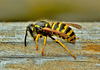 Wasp at work! Vespula vulgaris