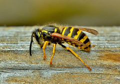 Wasp at work! Vespula vulgaris