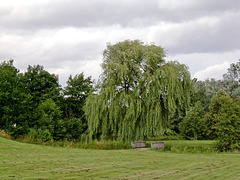 Trauerweide am Callabrack