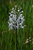 Platanthera conspicua (Southern White Fringed orchid)