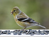 Day 10, American Goldfinch female, Tadoussac