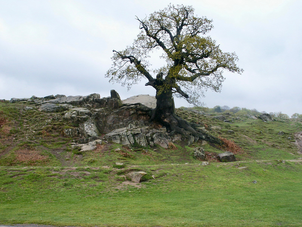 Bradgate Park