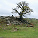 Bradgate Park