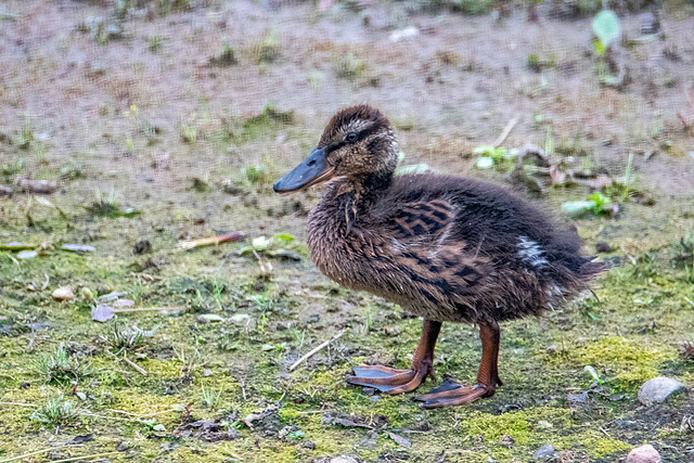 Duckling