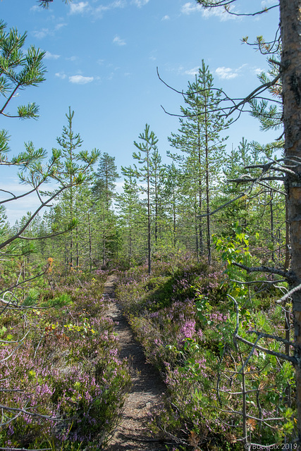 eine kleine Wanderung in der Region von Suomussalmi (© Buelipix)