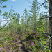 eine kleine Wanderung in der Region von Suomussalmi (© Buelipix)