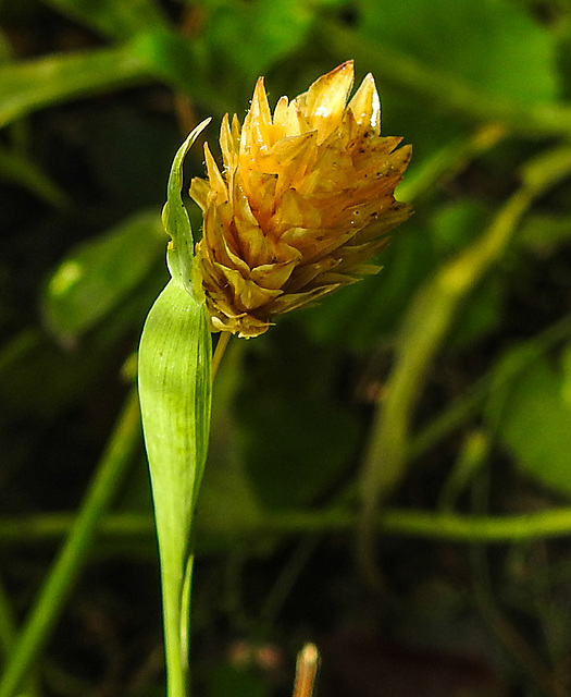 20210822 2512CPw [D~LIP] Kanarien-Glanzgras (Phalaris canariensis), Bad Salzuflen