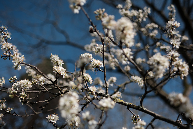 white and blue