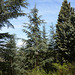 Bulgaria, Blagoevgrad, Coniferous forest on the Hill of "The Cross over Blagoevgrad"