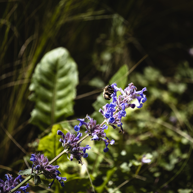 Wildtiere im Garten