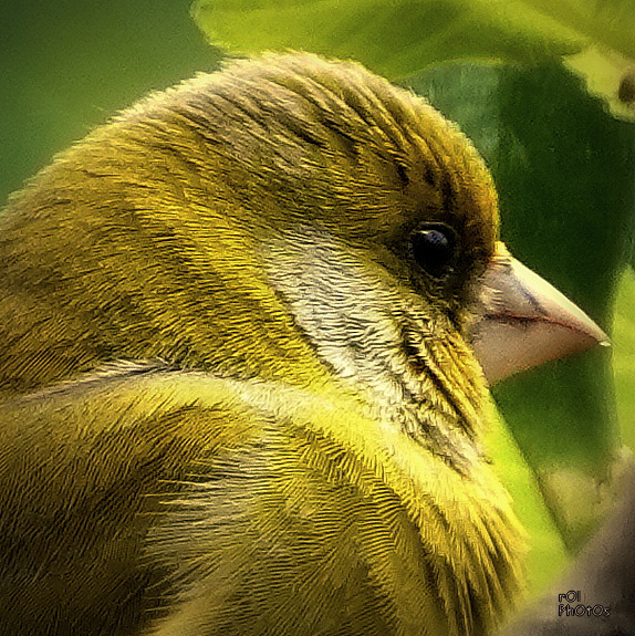 Verdier d'Europe, European Greenfinch, Chloris chloris