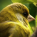 Verdier d'Europe, European Greenfinch, Chloris chloris