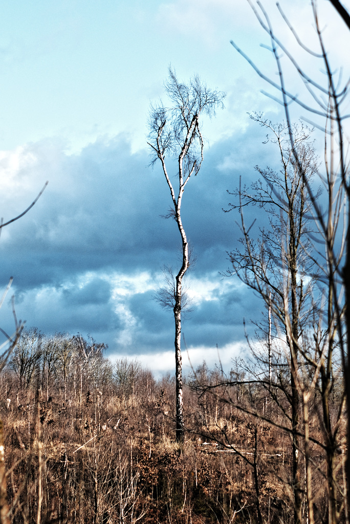 20250330_Wanderung Elbingerode