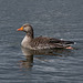 Greylag Goose
