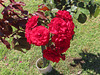 Rosas rojas.