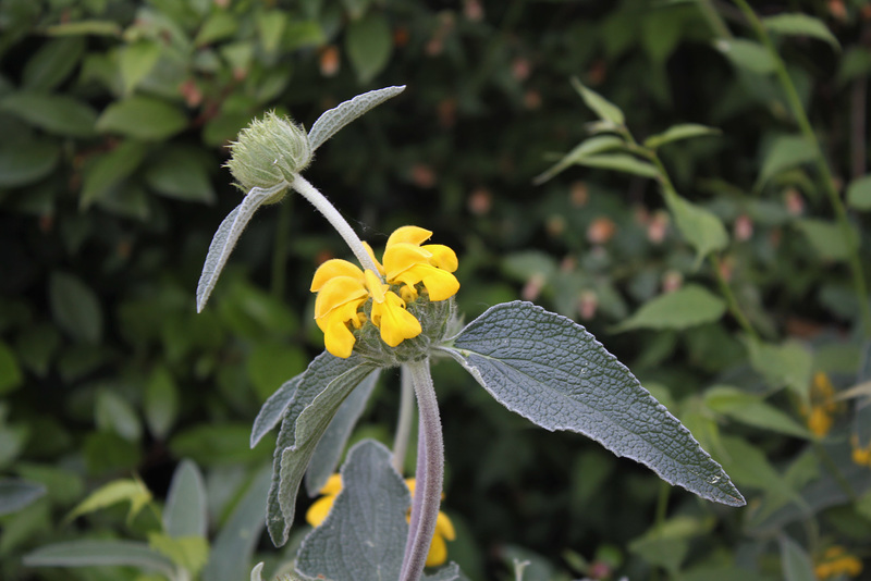 Phlomis (4)