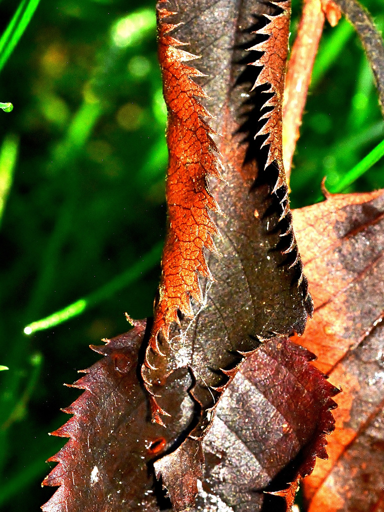 Autumnal
