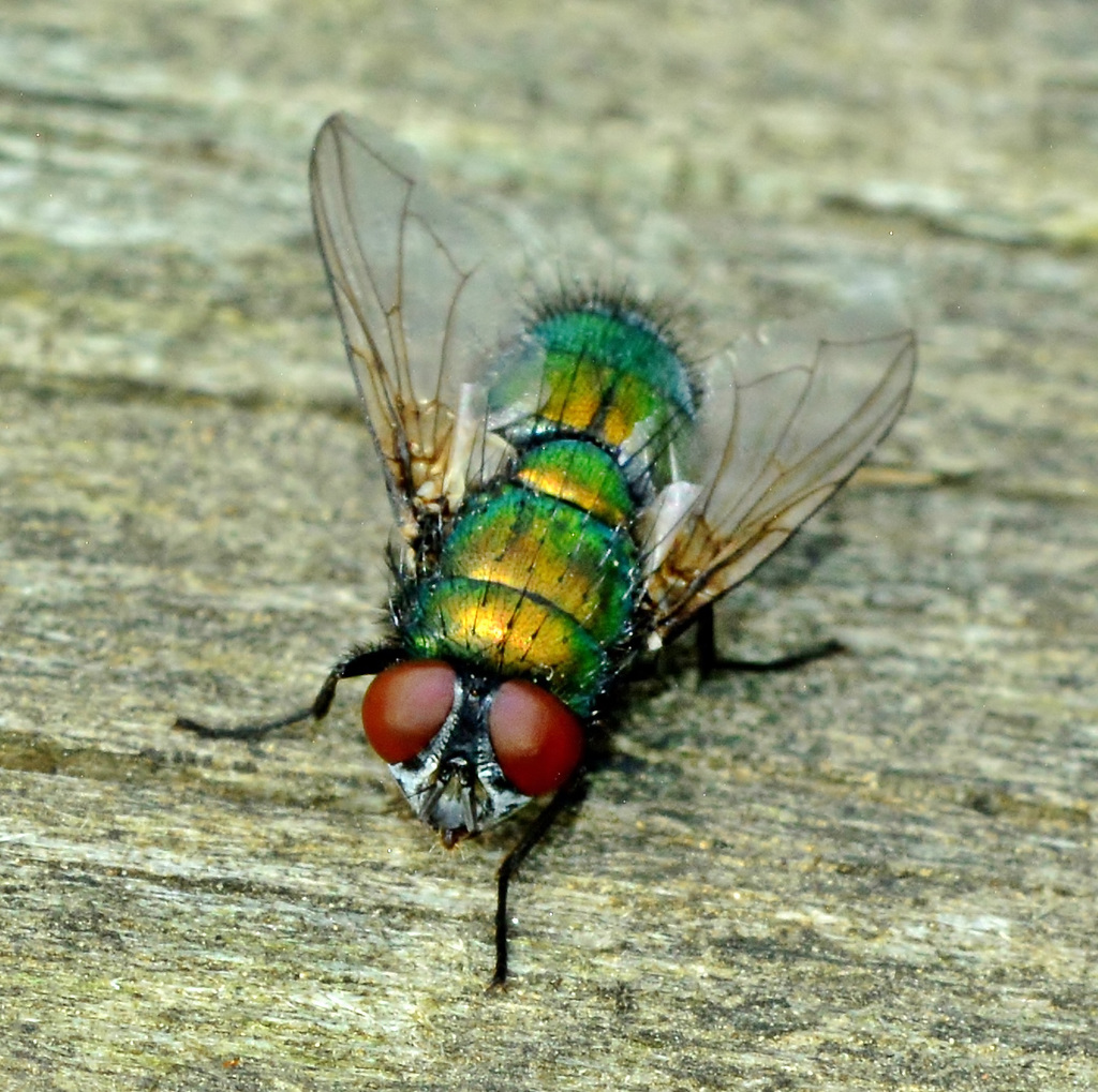 Greenbottle, Drone Fly. Lucilia caesar