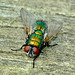 Greenbottle, Drone Fly. Lucilia caesar