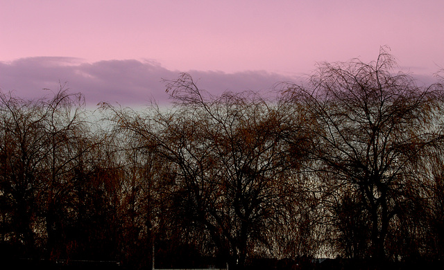 pour vous faire voir la vie en rose