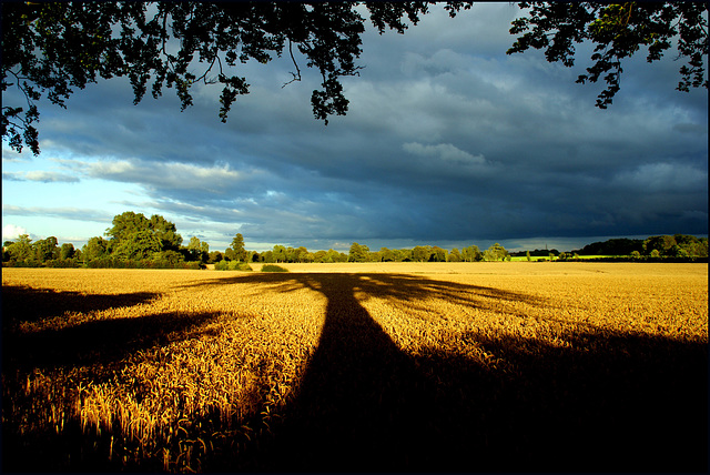 Sommertraum unter Eichenbaum