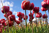 tulpen