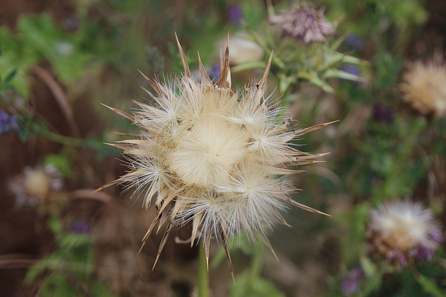 Distel mit Heu und Fruchtschirmchen