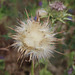 Distel mit Heu und Fruchtschirmchen