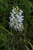 Platanthera conspicua (Southern White Fringed orchid)