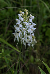 Platanthera conspicua (Southern White Fringed orchid)