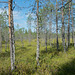 eine kleine Wanderung in der Region von Suomussalmi (© Buelipix)