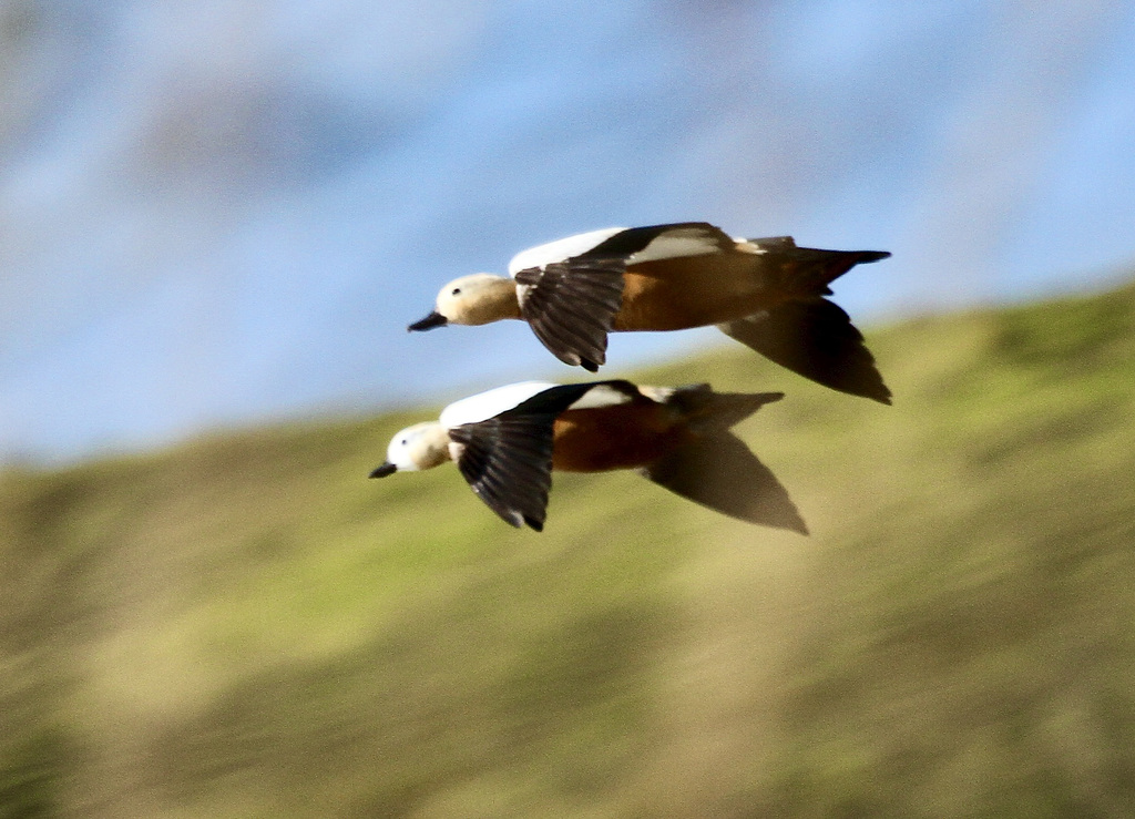 Synchronflug  zweier Rostgänse