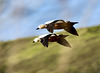 Synchronflug  zweier Rostgänse