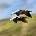 Synchronflug  zweier Rostgänse