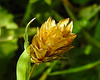 20210822 2513CPw [D~LIP] Kanarien-Glanzgras (Phalaris canariensis), Bad Salzuflen