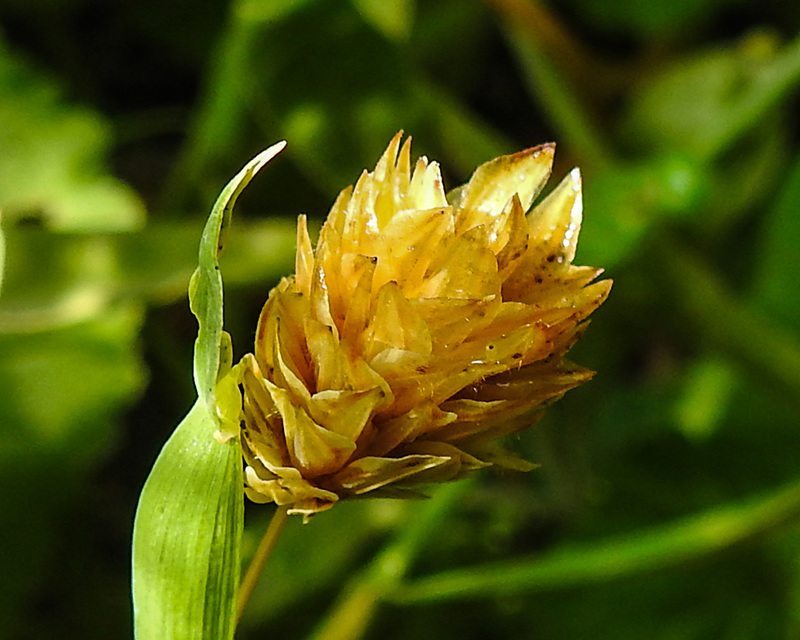 20210822 2513CPw [D~LIP] Kanarien-Glanzgras (Phalaris canariensis), Bad Salzuflen
