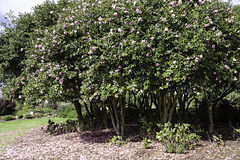 Floral carpet Camelia.