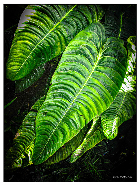 Botanischer Garten Basel