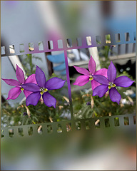 flowery windmills