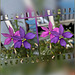 flowery windmills